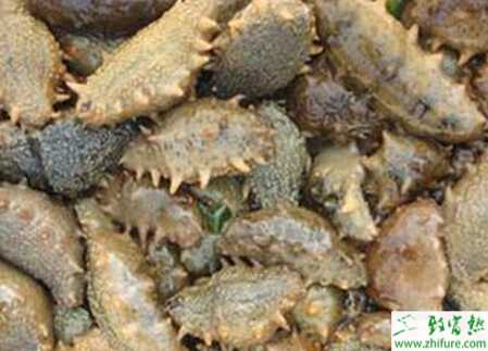 養殖海參的育苗技術