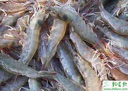 養殖南美白對蝦白斑綜合病的防治措施