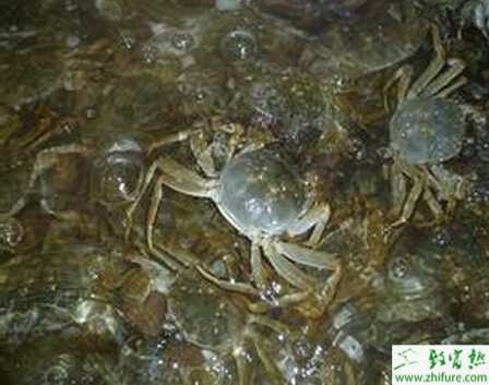 養蟹的利潤
