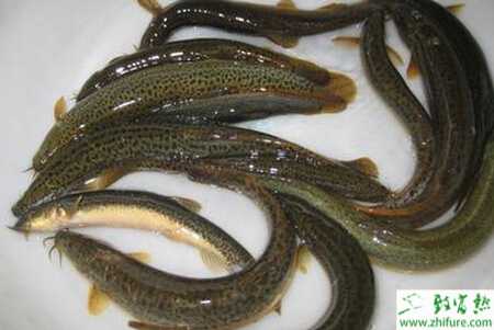 養泥鰍的利潤
