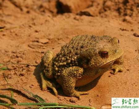 養殖蟾蜍成蟾蜍的飼養管理