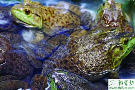 籠養(yǎng)牛蛙的幾大要點(diǎn)