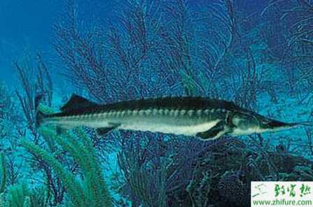 規模化池塘養殖鱘魚的經驗