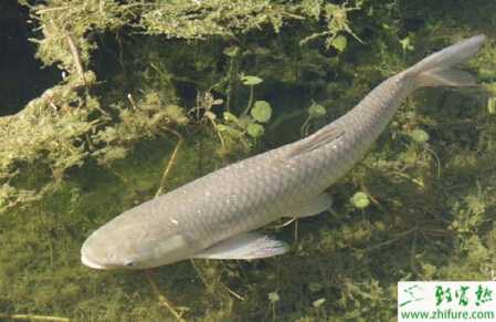 如何才能提高當(dāng)年草魚產(chǎn)量