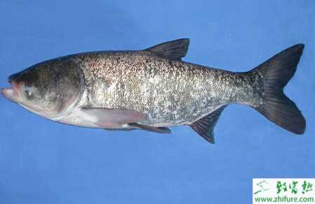養殖花鰱魚的幾點經驗
