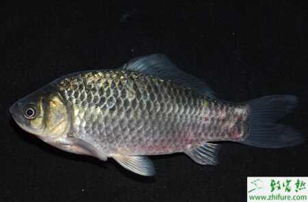 養(yǎng)殖鯽魚過(guò)冬的秘訣