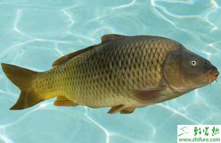 養殖鯉魚秋季爛鰓病的治療