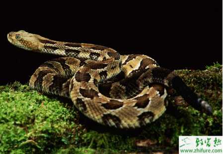 人工養(yǎng)蛇需注意問題