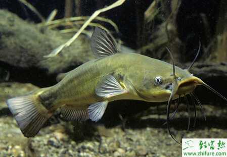 網箱養殖鯰魚的技術