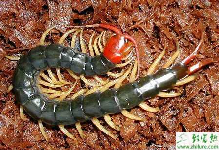 養殖蜈蚣冬眠期的管理