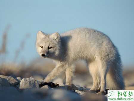 養(yǎng)殖狐貍需抓好狐貍配種關(guān)鍵期