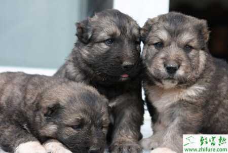 養殖肉狗的實用技術