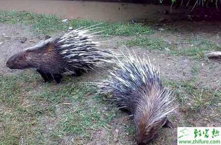 提高豪豬的繁殖率的方法