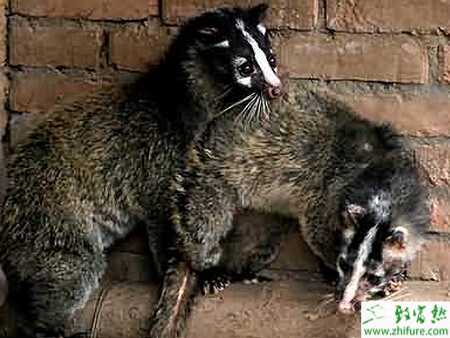 養殖果子貍籠舍建造的要求