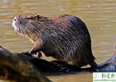 養殖海貍鼠球蟲病的防治