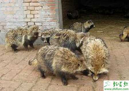 怎樣養(yǎng)貉子才能多賺錢