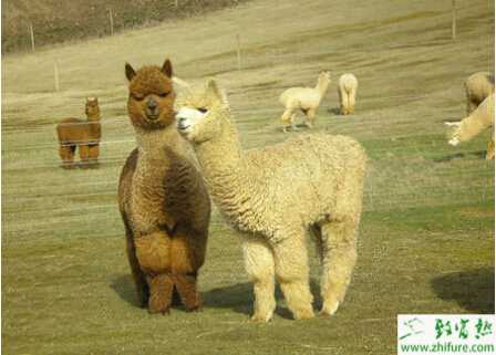 養殖羊駝如何選種