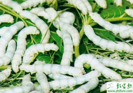 養(yǎng)殖家蠶中毒后的急救措施