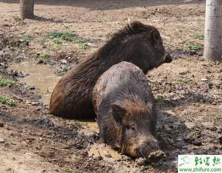 淺析種野豬的選擇和管理