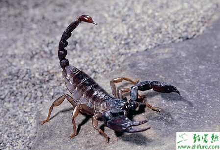 養殖蝎子怎樣養好仔蝎