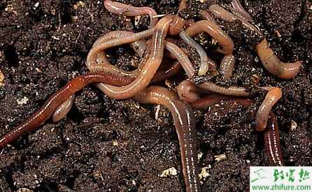 林中養(yǎng)殖蚯蚓的方法