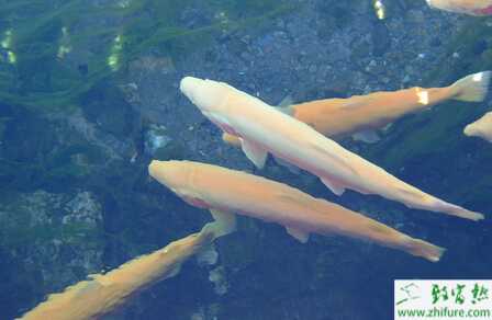 養虹鱒魚的利潤