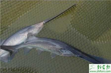 養鴨嘴魚的利潤