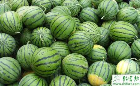 淺談雜交西瓜如何進行配方施肥