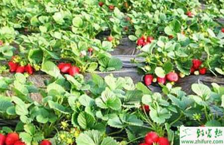 種草莓草莓園雜草要勤防治