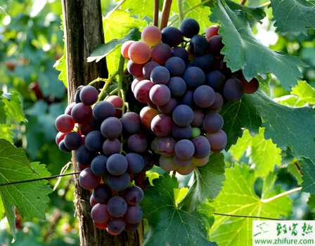 種葡萄插條冬貯方法