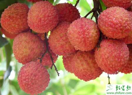 種荔枝擬木蠹蛾的防治技術