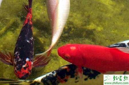 養(yǎng)錦鯉的利潤