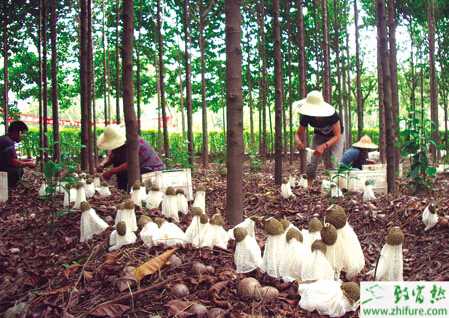 竹蓀仿野生大田栽培的經驗