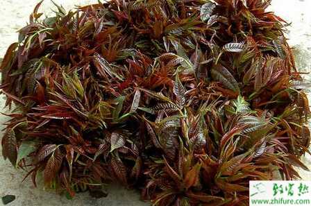 利用日光溫室栽培香椿的技術