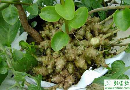 種三七的繁殖方法