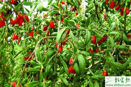 種菜用枸杞的管理技術