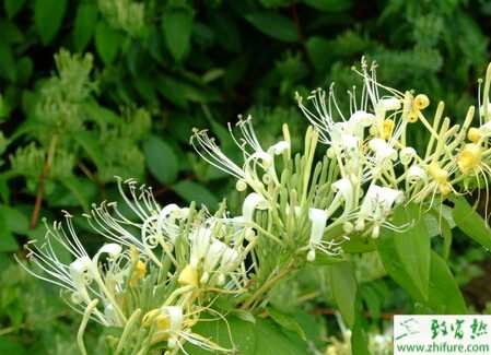 藥用金銀花如何栽培的方法