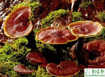 大棚靈芝盆景的栽培經驗