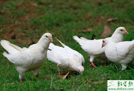 養鴿子之種鴿飼養管理經驗