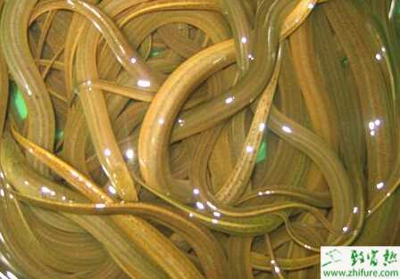 養殖黃鱔之冬季誘捕黃鱔的妙法