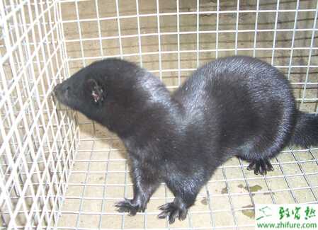 養水貂之養好水貂需注意五點