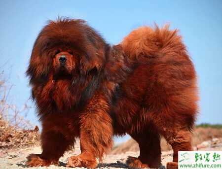 養(yǎng)殖藏獒之養(yǎng)藏獒時(shí)的消毒方法