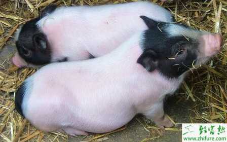 養殖香豬之香豬產仔前后的護理