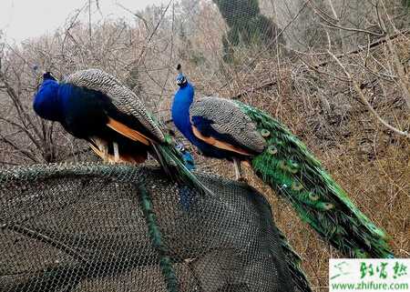 養殖孔雀之孔雀產蛋期的管理