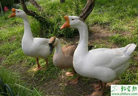 種群選配是高效養(yǎng)鵝需要重視的