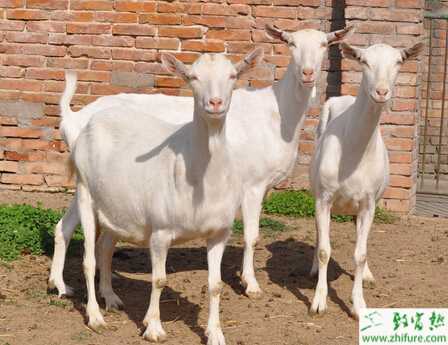 冬季山羊養殖需要抓“五要”
