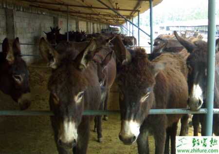 養殖肉驢支氣管肺炎的治療方法