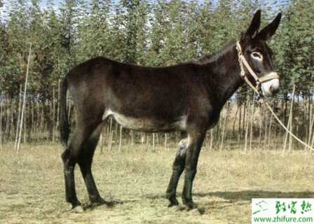 養驢的繁殖技術