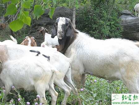 如何區(qū)分波爾山羊?qū)儆谀囊淮? /></a></div>
            <div   id=