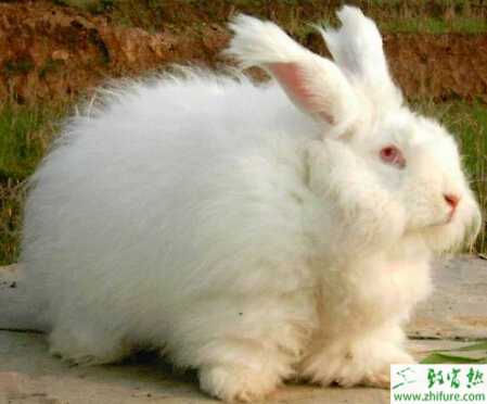 養殖長毛兔之如何調制長毛兔飼料